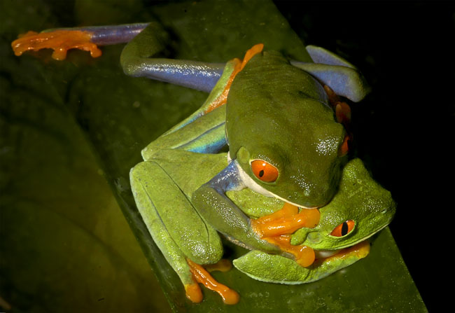 MDK_H_FR_Agfalychnis callidryas_Red Eye Green Tree Frog_002_Amplexus Twister