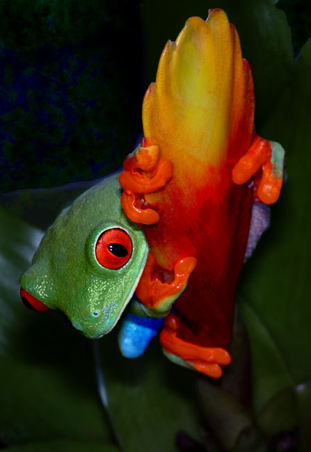 MDK_H_FR_Agfalychnis callidryas_Red Eye Green Tree Frog_003_Poster