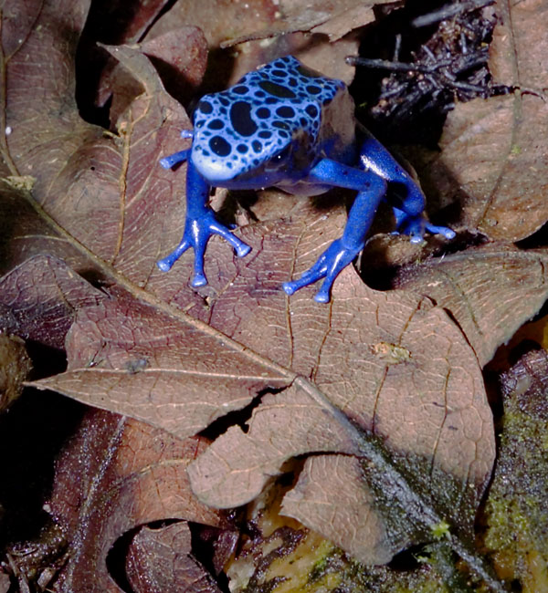 MDK_H_FR_Dendrobates azureus_Poison Dart Frog_002_frog and leaf
