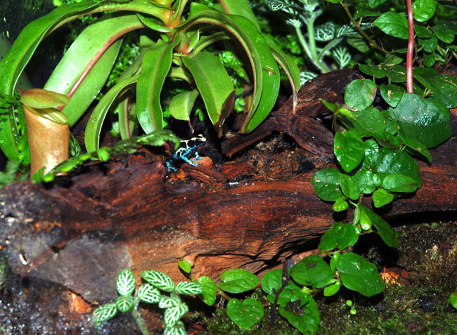 MDK_H_FR_Dendrobates tinctorius_Poisen Dart Frog_003_Pitcher Vivarium