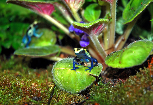 MDK_H_FR_Dendrobates tinctorius_Poisen Dart Frogs_004_Fuzzy