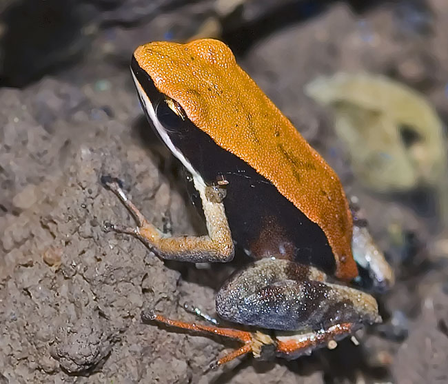 MDK_H_FR_Mantella bestsileo_Golden Frog_003_Portrait