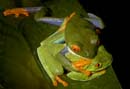 MDK_H_FR_Agfalychnis callidryas_Red Eye Green Tree Frog_002_Amplexus Twister