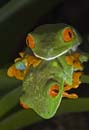 MDK_H_FR_Agfalychnis callidryas_Red Eye Green Tree Frog_003_Amplexus Embrace