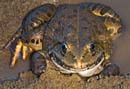 MDK_H_FR_Boophis debjraeomystax_Chinese Frog in Madagascar_001