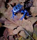 MDK_H_FR_Dendrobates azureus_Poison Dart Frog_002_frog and leaf