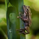 MDK_H_FR_Mantidactylus_Madagascar Tree Frog_002