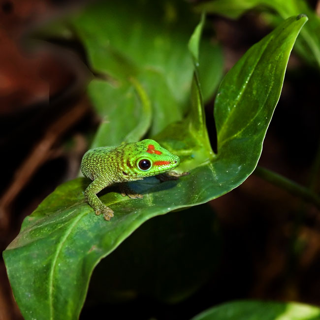MDK_H_GK_ Phelsuma madagascariensis grandis_Madagascr Gian Day Gecko_001_WIth Leaf