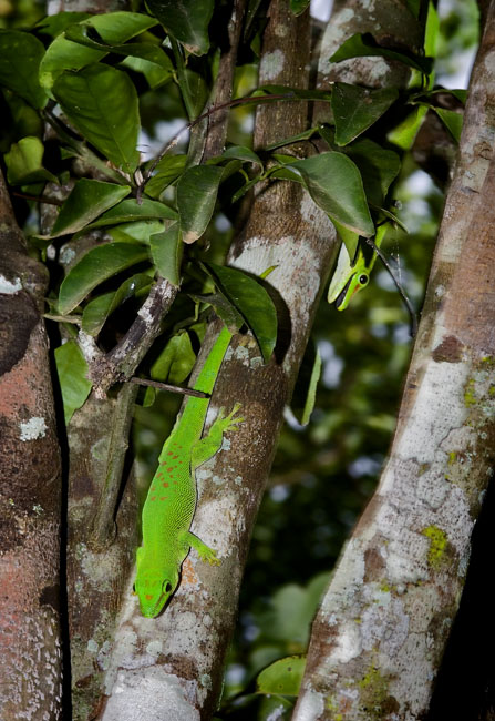 MDK_H_GK_ Phelsuma madagascariensis grandis_Madagascr Gian Day Gecko_002_a grandis fight