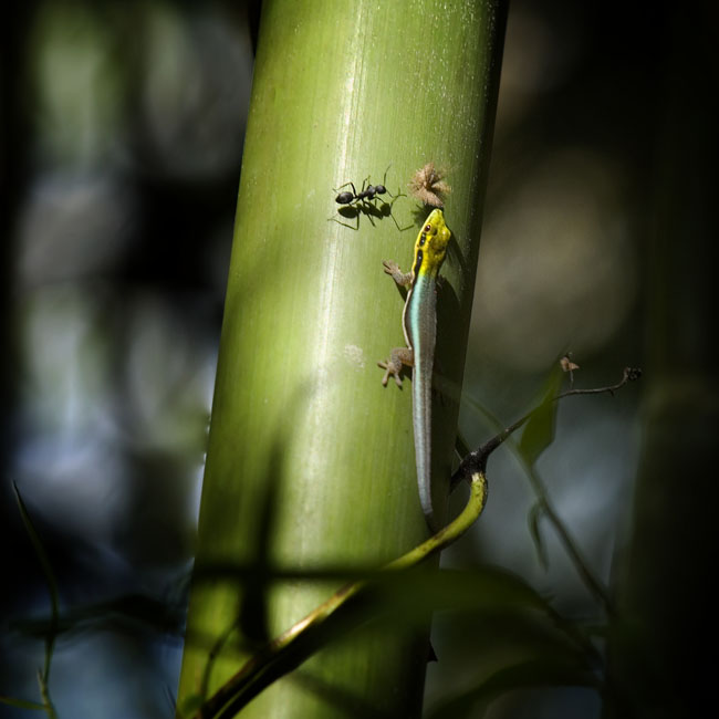 MDK_H_GK_Phelsuma klemmeri_Yellow Head Day Gecko_003_ant kemeri