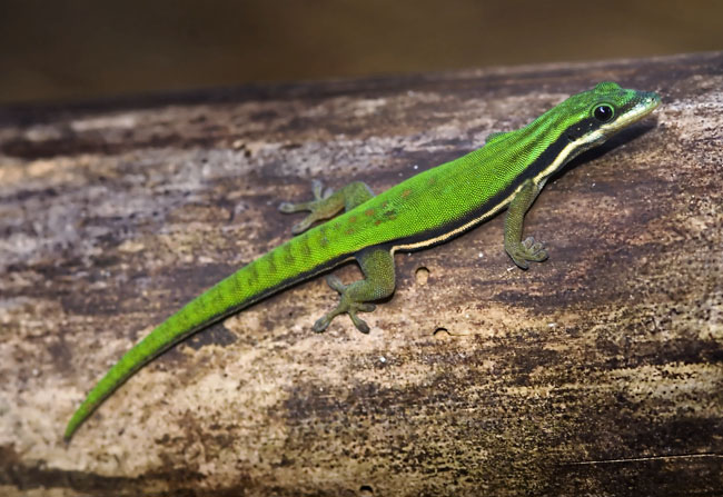 MDK_H_GK_Phelsuma nigristriata_Island Day Gecko_001
