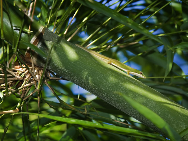 MDK_H_GK_Phelsuma vanheygeni_Van Heygen Day Gecko_001
