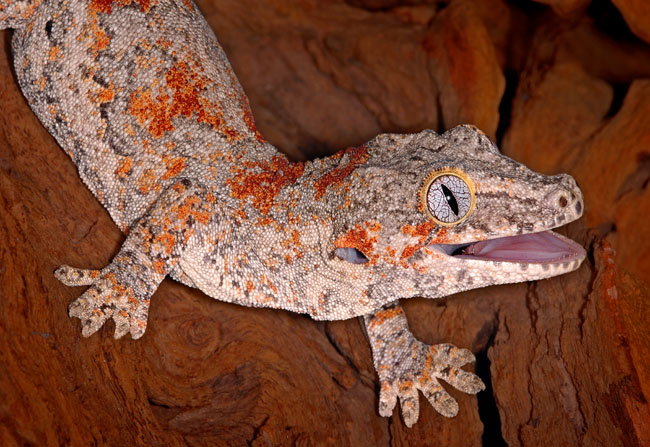 MDK_H_GK_Rhacodactylus ariculatus _Gargoyle Geckko_002_Heres Johnny
