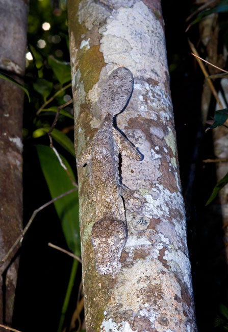MDK_H_GK_Uroplatus henkel_Frilled Leaf Tailed Gecko_003