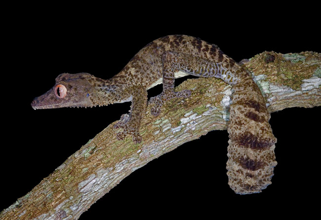MDK_H_GK_Uroplatus henkel_Frilled Leaf Tailed Gecko_004-Portrait