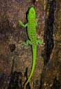 MDK_H_GK_ Phelsuma madagascariensis grandis_Madagascr Gian Day Gecko_003_Baby Grand