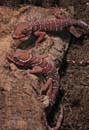 MDK_H_GK_Goniurosaurus luii_Chinese Cave Geckos_001