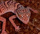 MDK_H_GK_Goniurosaurus luii_Chinese Cave Geckos_002-Alien Eyes