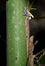 MDK_H_GK_Phelsuma_unknown_001