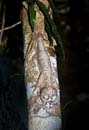 MDK_H_GK_Uroplatus henkel_Frilled Leaf Tailed Gecko_002