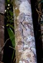 MDK_H_GK_Uroplatus henkel_Frilled Leaf Tailed Gecko_003