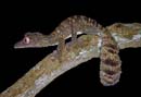 MDK_H_GK_Uroplatus henkel_Frilled Leaf Tailed Gecko_004-Portrait