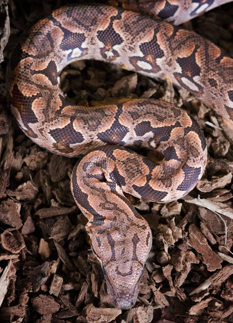 MDK_H_SN_Acrantophis dumerili_Dumerils Boa_001_dumerilS