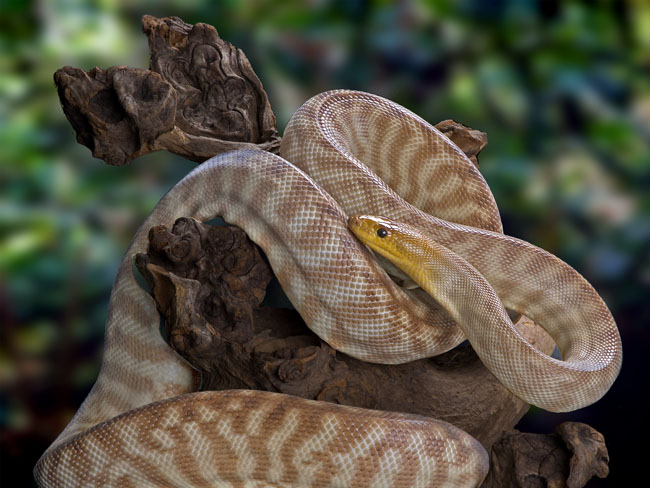 MDK_H_SN_Aspitites ramsayi_Woma Python_001_fantasy