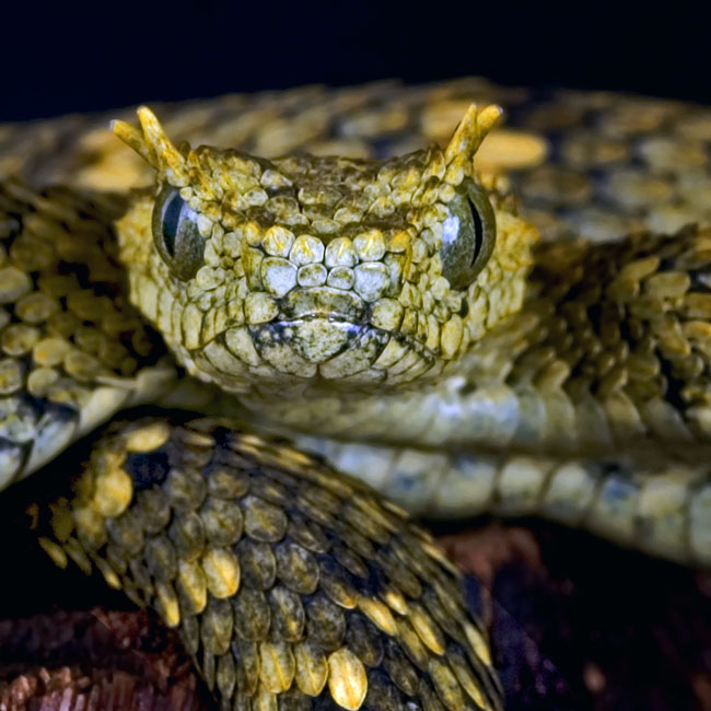 MDK_H_SN_Atheris cerataphora_Usambara Bush Viper_003_SIde