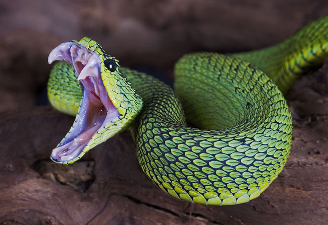 MDK_H_SN_Atheris nitschei _Sedge Viper_001_Attack