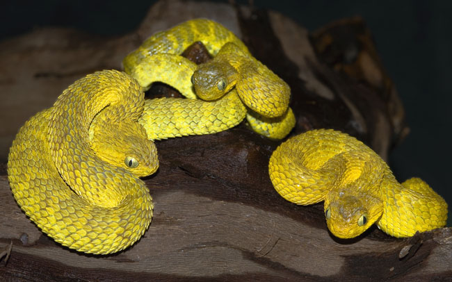 MDK_H_SN_Atheris squamigera_Variable Bush Viper_009_Three Angels