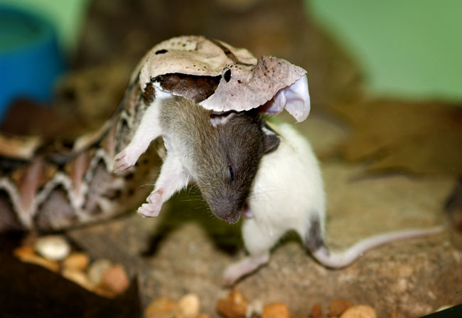 MDK_H_SN_BItis Gabonica_Gaboon Viper_002_w mouse
