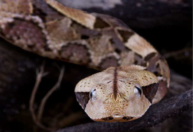 MDK_H_SN_BItis Gabonica_Gaboon Viper_003_gabby