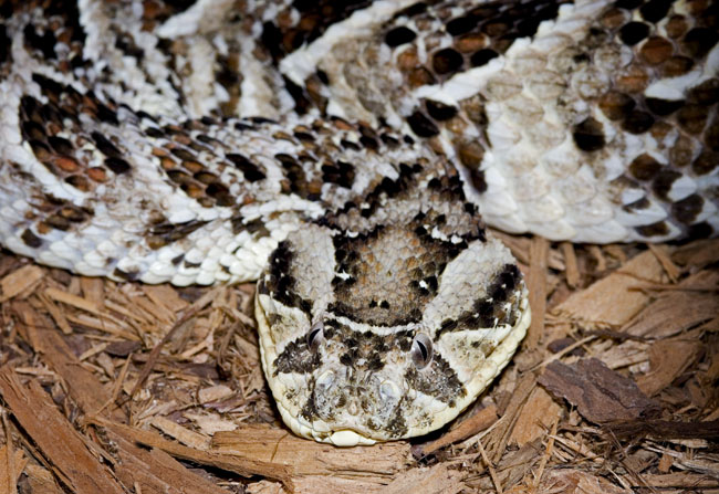 MDK_H_SN_Bitis arietans_Puff Adder_001