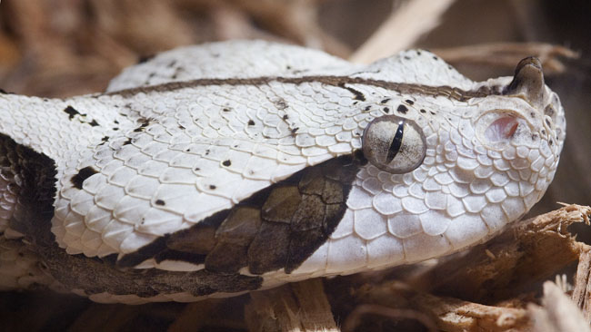 MDK_H_SN_Bitis gabonica_Gabon Viper_001_Heady