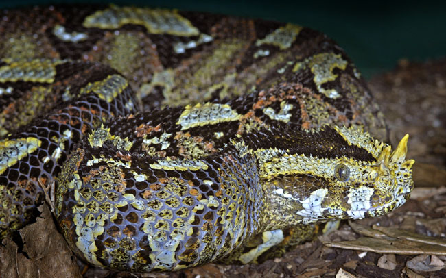 MDK_H_SN_Bitis masicomis_RHinoceros Viper_001