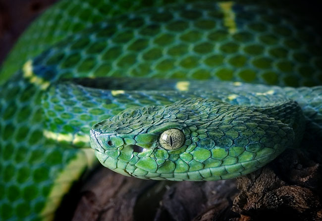 MDK_H_SN_Bothriechis lateralis_Side Striped Palm Pit Viper_001