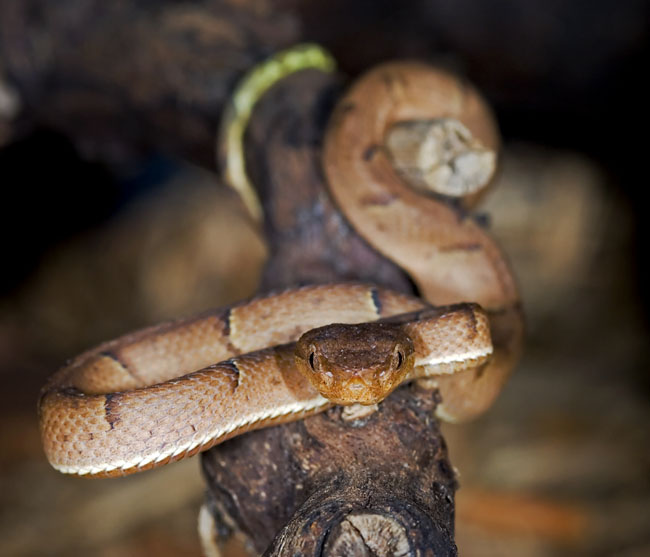 MDK_H_SN_Bothriechis lateralis_Side Striped Palm Viper_002_brown