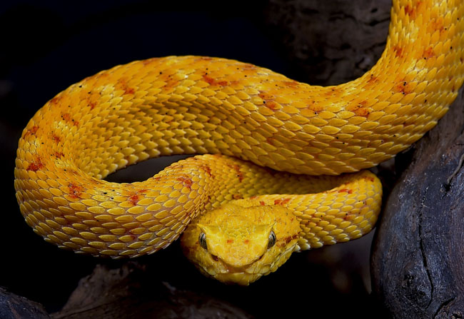 MDK_H_SN_Bothriechis schlegeli_Eyelash Viper_001_Yellow Orange