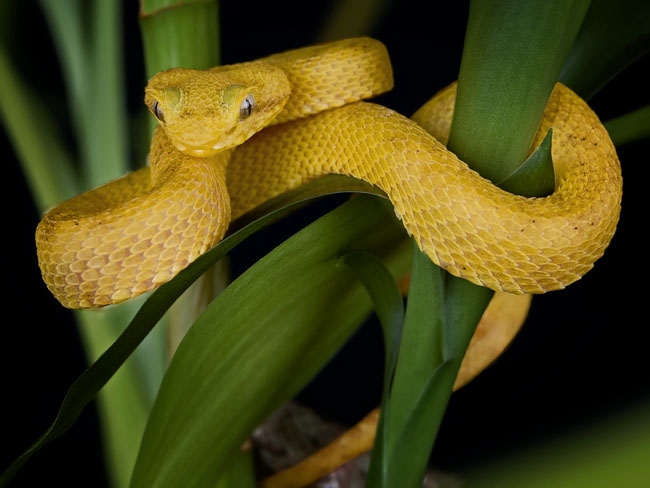 MDK_H_SN_Bothriechis schlegelii_eyelash bamboo_003_