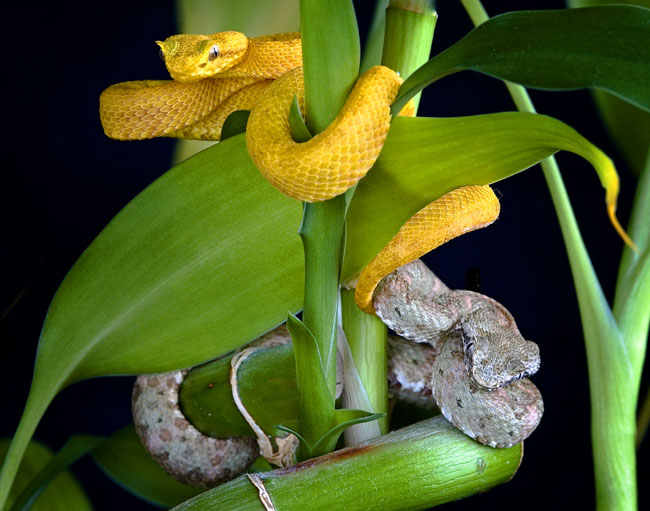 MDK_H_SN_Bothriechis schlegelii_eyelash viper_006_not twins