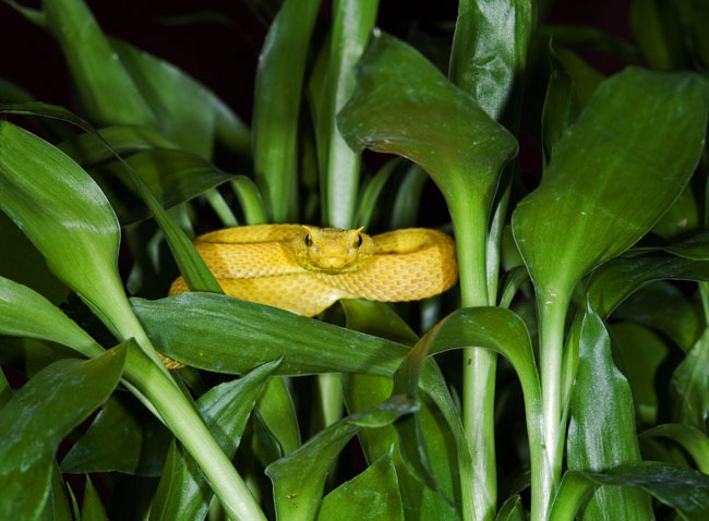 MDK_H_SN_Bothriechis_schlegeli_eyelash viper_0011