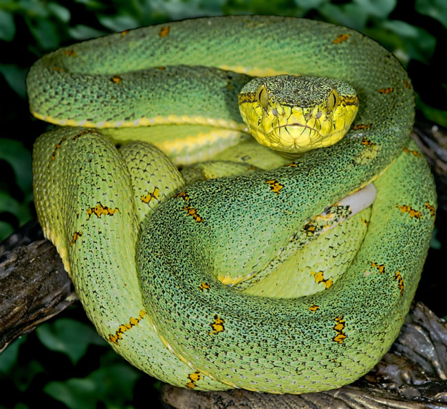 MDK_H_SN_Bothriopsis b. bilineatus_Amazonian Palm Viper_001