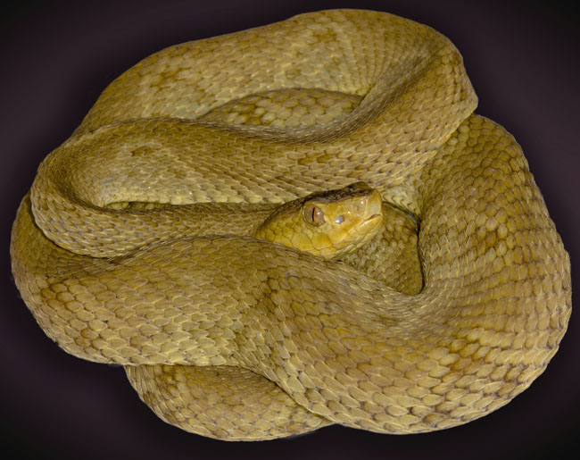 MDK_H_SN_Bothrops colombiensis_Colombian Lance Head_001_bad brown boy