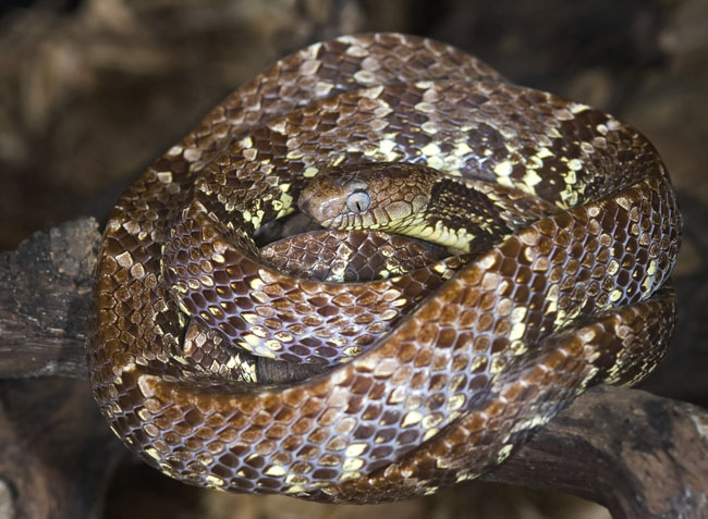 MDK_H_SN_Bothrops leucurus_White tail Lance Head_001