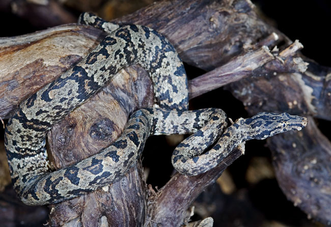 MDK_H_SN_Candoia c paulsoni_Santa Isable Boa_002