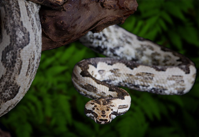 MDK_H_SN_Candoia c. paulsoni_Santa Isabel Island Boa_001