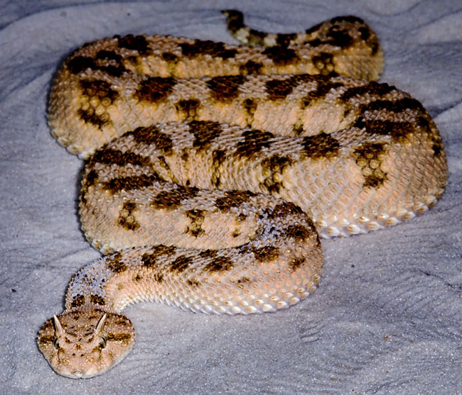MDK_H_SN_Cerestes cerestes_Horned Desert Sand Viper_001_Chicago