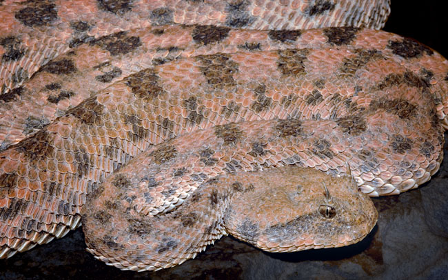 MDK_H_SN_Cerestes cerestes_Horned Desert Sand Viper_002_Dan