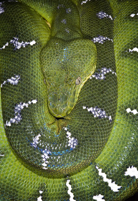 MDK_H_SN_Corallus caninus_Emerald Tree Boa_001_rings